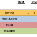 Semanas, Meses, Trimestres… entenda como contar a gravidez.